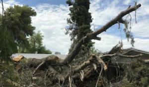 Corona Tree Service of Sunnyvale