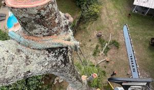 Evergreen Tree Service