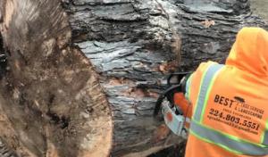 Best Tree Service & Landscaping