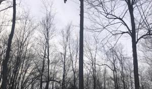 Anthony Landscaping & Tree service, Tree service in Bedford Hills Ny, Landscaping services in Bedford Hills Ny