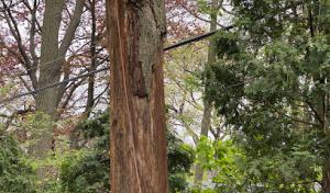 Mountain Tree Service