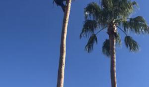 bennett tree service