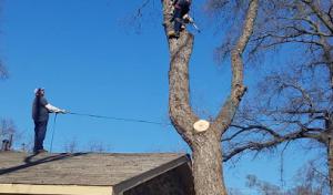 Solis Tree Service