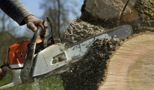 Cedar Park Tree Experts