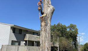 Goodwood Tree Care