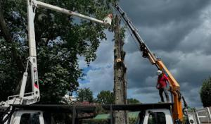 Cedar Rapids Tree Service