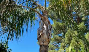 Valley Tree Masters Tree Trimming Service, Tree Removal & Tree Feeding