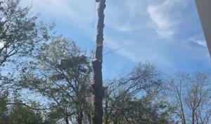 NextStep El Monte Tree Services