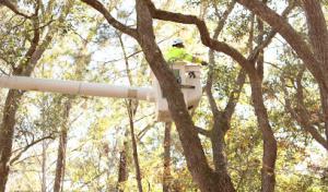 New Leaf Tree Service