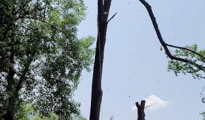 Wilson's Tree Service