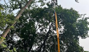 TJM Tree Service & Landscape Design