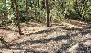 Quality Tree Solutions