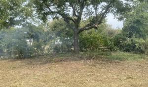 Dad's do it best tree service