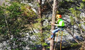 Beautiful Country Tree Service