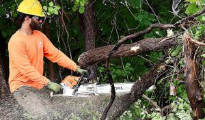 Turman's Tree & Landscape