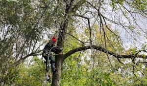 Rogers Tree Service