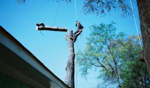 Paragon Tree Experts