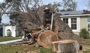 AlwaysBeKind Tree Care