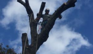 Aspen Tree Service
