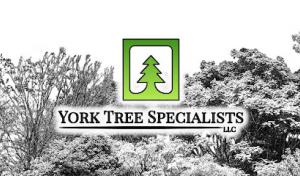 York Tree Specialists