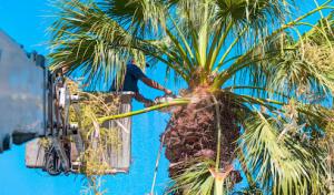 All Florida Land Services