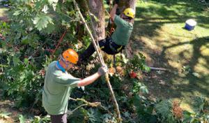 Veteran Landscape & Tree Service