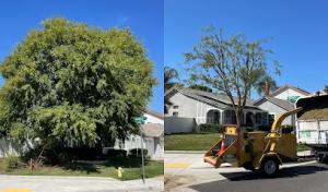 Green Vision Tree Service