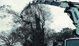 Island Edge Tree Service