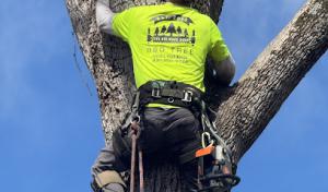 B&D Tree & Landscaping