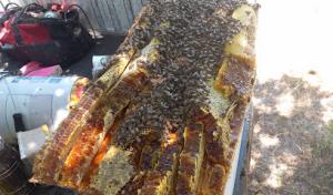 The Bee Guy LIVE Bee Removal/Wildlife Management.