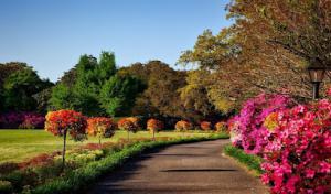 Leo's Landscaping & Tree Service