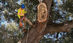 Affordable Tree Service Houston