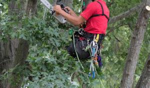 Selner Tree & Shrub Care