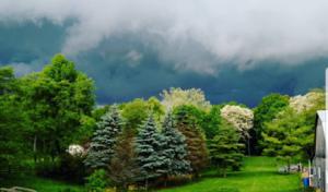 Great Dane Tree Experts & Landscaping