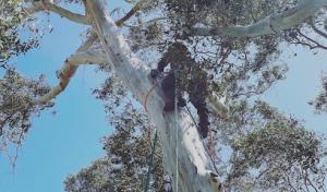 Valley Falls Tree Care Company