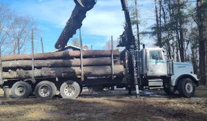 Timber Falls Tree Care