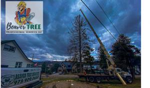 Beaver Tree Services