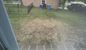 Woody’s Tree Service