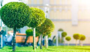 Noel's Tree Services