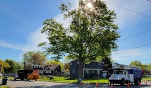 Crown Tree Service & Stump Grinding