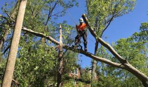 Parham Tree & Home Services