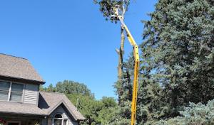 Trees & More tree service