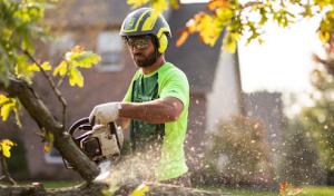 King Tree Specialists