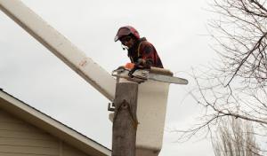 Columbia Valley Tree Care