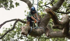 Gladiator Tree Experts & Landscaping