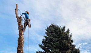 Arbor Care Lawn & Pest Control