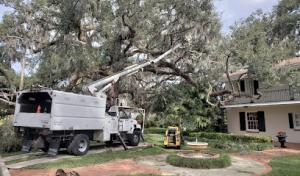 Bam Tree Services