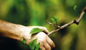 Advanced Tree Service