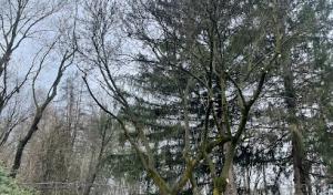 Monster Tree Service of Rochester