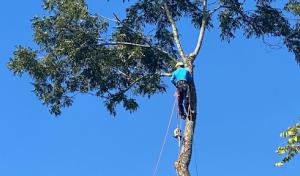 3 Climbers Tree Service